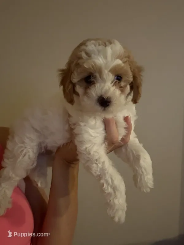 Shala  – Cavapoo puppy for sale in Madisonville, KY