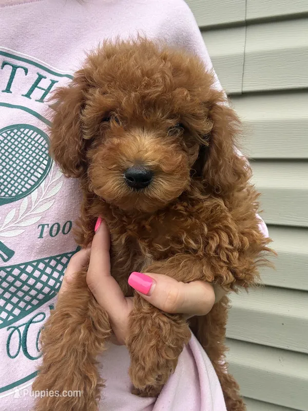 Sasha  – Miniature Goldendoodle puppy for sale in Madisonville, KY