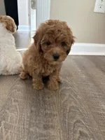 Brodie , a male Cavapoo for sale in Madisonville, KY – 3 of 6