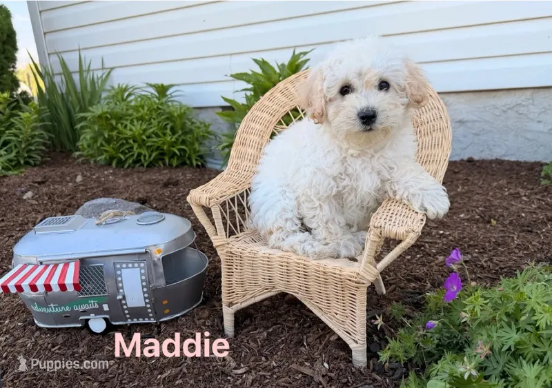 Maddie – Miniature Goldendoodle puppy for sale in Madisonville, KY