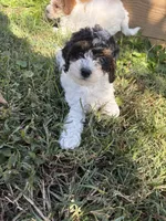 Sasha , a female Cavapoo for sale in Madisonville, KY – 5 of 6