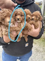 Louie , a male Poodle - Toy  for sale in Madisonville, KY – 2 of 2