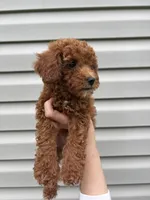 Stella , a female Goldendoodle for sale in Madisonville, KY – 2 of 3