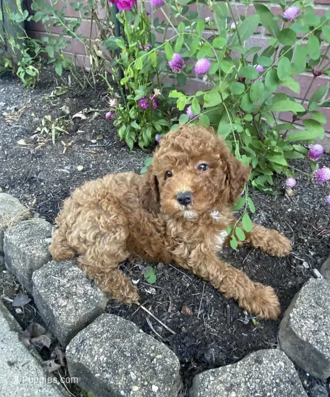 Abby  – Miniature Goldendoodle puppy for sale in Madisonville, KY