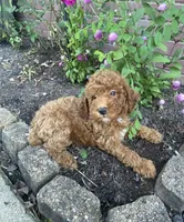 Abby , a female Miniature Goldendoodle for sale in Madisonville, KY – 1 of 1