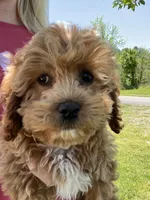 Lady , a female Miniature Goldendoodle for sale in Madisonville, KY – Photo 2 of 2
