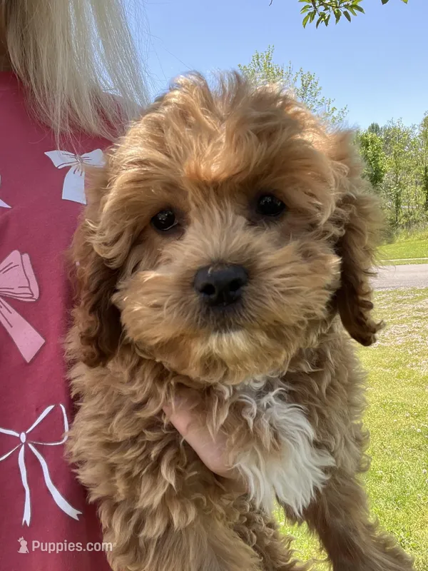 Lady  – Miniature Goldendoodle puppy for sale in Madisonville, KY