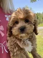 Lady , a female Miniature Goldendoodle for sale in Madisonville, KY – Photo 1 of 2