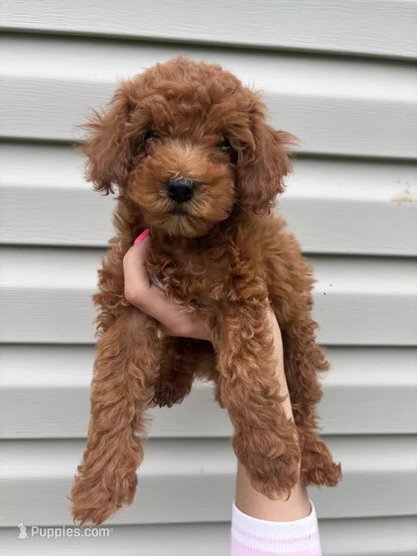 Bailey  – Miniature Goldendoodle puppy for sale in Madisonville, KY