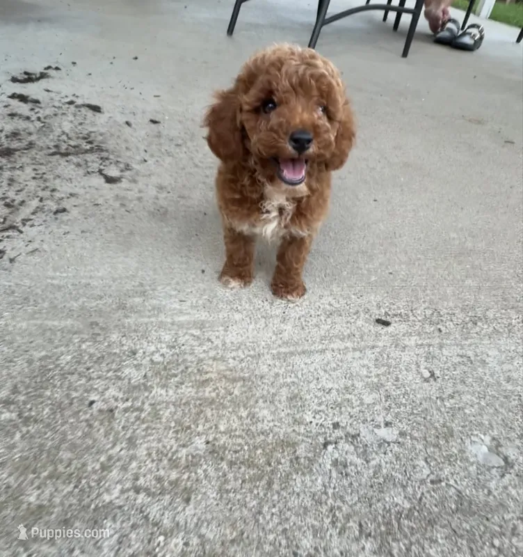 Buster  – Miniature Goldendoodle puppy for sale in Madisonville, KY