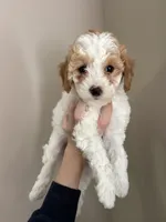Shala , a female Cavapoo for sale in Madisonville, KY – 1 of 4