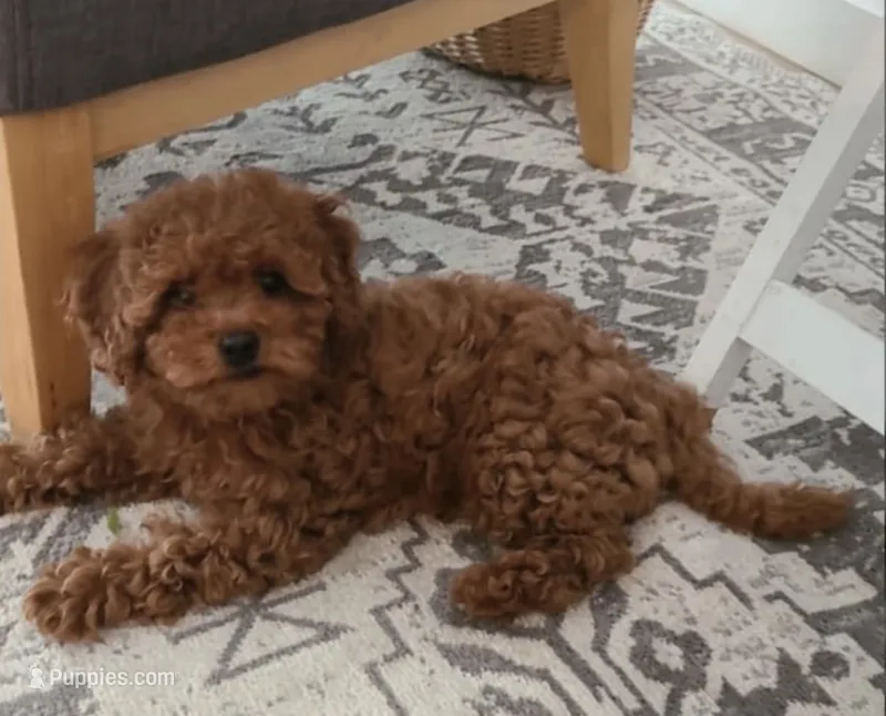 Dash  – Miniature Goldendoodle puppy for sale in Madisonville, KY