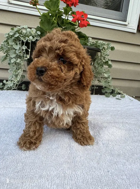 Turf  – Cavapoo puppy for sale in Madisonville, KY