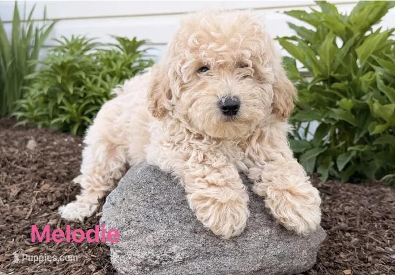 Melodie , a female Miniature Goldendoodle for sale in Madisonville, KY – 1 of 1