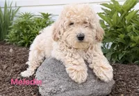 Melodie , a female Miniature Goldendoodle for sale in Madisonville, KY – 1 of 1