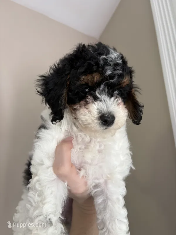 Sasha  – Cavapoo puppy for sale in Madisonville, KY