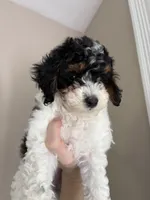 Sasha , a female Cavapoo for sale in Madisonville, KY – 1 of 6