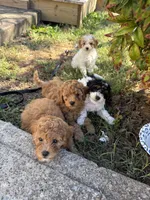 Shala , a female Cavapoo for sale in Madisonville, KY – 4 of 4