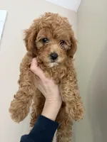 Brodie , a male Cavapoo for sale in Madisonville, KY – 2 of 6