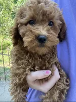 Bailey , a female Miniature Goldendoodle for sale in Madisonville, KY – 2 of 2