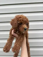 Stella , a female Goldendoodle for sale in Madisonville, KY – 1 of 3