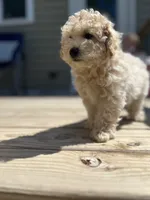 Malachi , a male Miniature Goldendoodle for sale in Madisonville, KY – 3 of 3