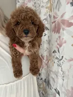 Buster , a male Miniature Goldendoodle for sale in Madisonville, KY – 2 of 4
