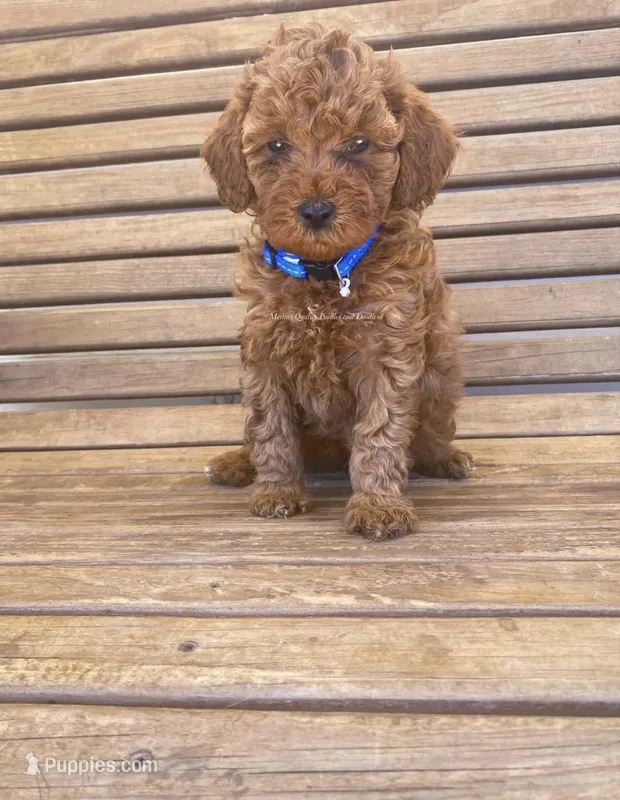 Lance  – Miniature Goldendoodle puppy for sale in Madisonville, KY
