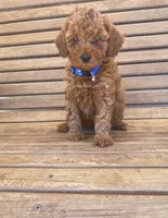 Lance , a male Miniature Goldendoodle for sale in Madisonville, KY – 1 of 1