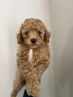 Buster , a male Cavapoo for sale in Madisonville, KY – 1 of 7