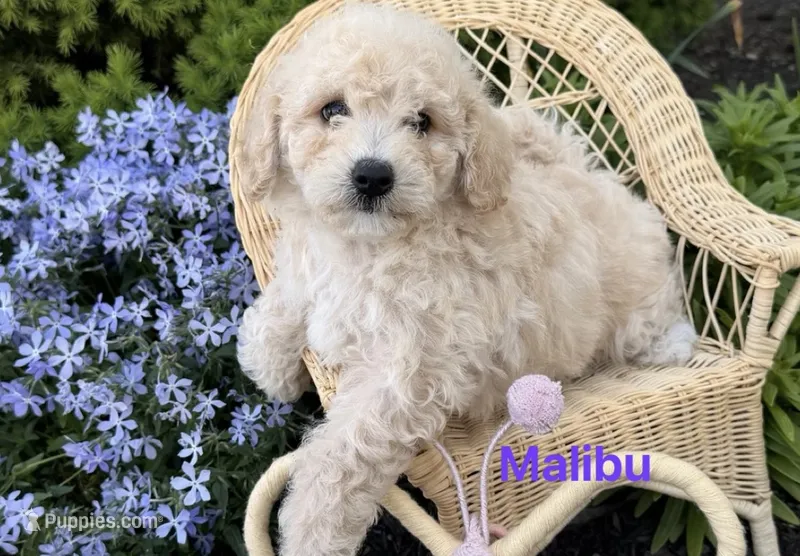 Malibu  – Miniature Goldendoodle puppy for sale in Madisonville, KY