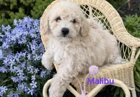 Malibu , a female Miniature Goldendoodle for sale in Madisonville, KY – 1 of 1