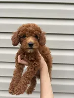 Stella , a female Goldendoodle for sale in Madisonville, KY – 3 of 3