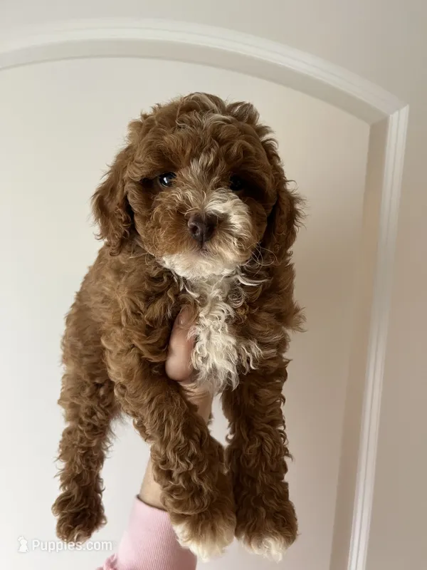 Buster  – Miniature Goldendoodle puppy for sale in Madisonville, KY
