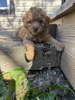 Buster , a male Cavapoo for sale in Madisonville, KY – 4 of 7