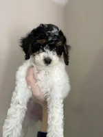 Sasha , a female Cavapoo for sale in Madisonville, KY – 2 of 6