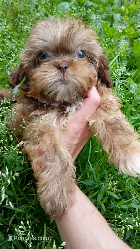 Lady  – Shihpoo puppy for sale in Madisonville, KY