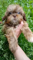 Lady , a female Shihpoo for sale in Madisonville, KY – 1 of 2