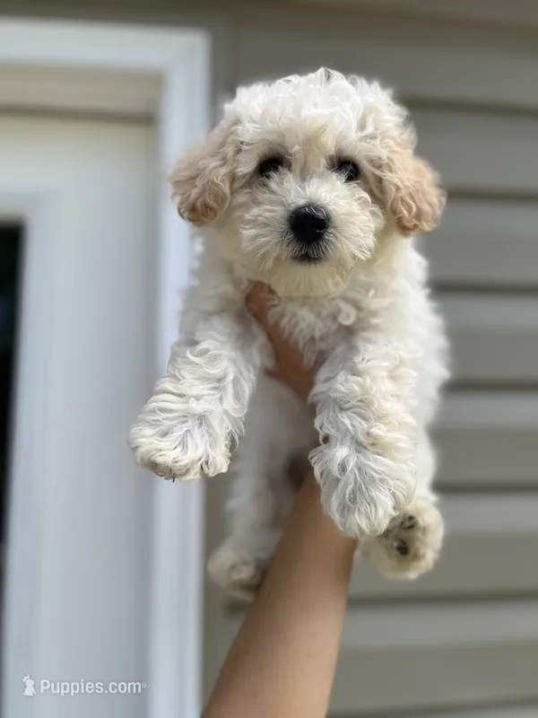 Maddie – Miniature Goldendoodle puppy for sale in Madisonville, KY