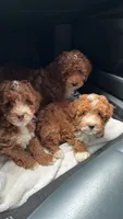Bingo , a male Miniature Goldendoodle for sale in Madisonville, KY – 2 of 2