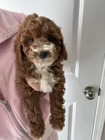 Buddy , a male Miniature Goldendoodle for sale in Madisonville, KY – 2 of 5