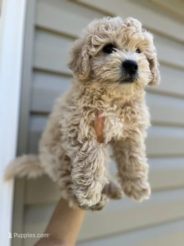 Marley  – Miniature Goldendoodle puppy for sale in Madisonville, KY