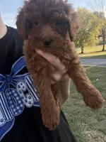 Sadie , a female Poodle - Toy  for sale in Madisonville, KY – 5 of 5