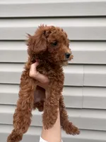 Bella , a female Miniature Goldendoodle for sale in Madisonville, KY – 2 of 2
