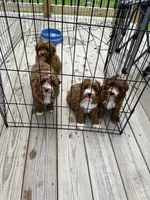 Bucky , a male Miniature Goldendoodle for sale in Madisonville, KY – 4 of 6