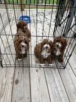 Buster , a male Miniature Goldendoodle for sale in Madisonville, KY – 8 of 8
