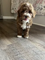 Buster , a male Miniature Goldendoodle for sale in Madisonville, KY – 6 of 8