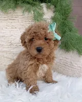 Tank , a male Miniature Goldendoodle for sale in Madisonville, KY – Photo 2 of 2