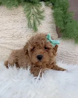 Tank , a male Miniature Goldendoodle for sale in Madisonville, KY – Photo 1 of 2