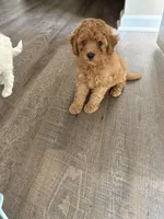 Buster , a male Cavapoo for sale in Madisonville, KY – 2 of 7